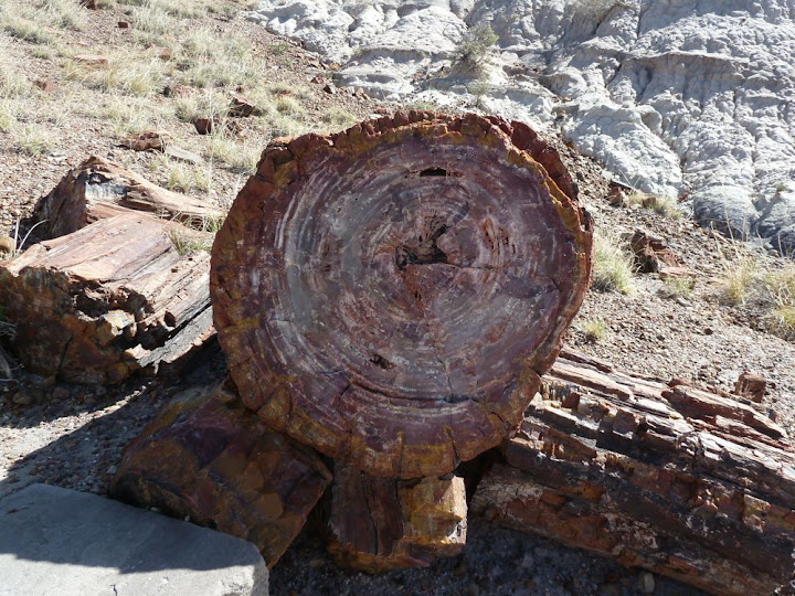 Petrified log
