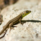 Balkan Green Lizard