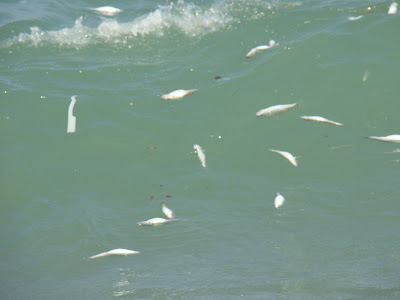 Bogas muertas en la playa