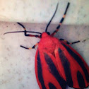 Scarlet winged lichen moth