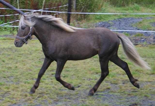 Bebe Poney Chocolat 2 Forum Cheval