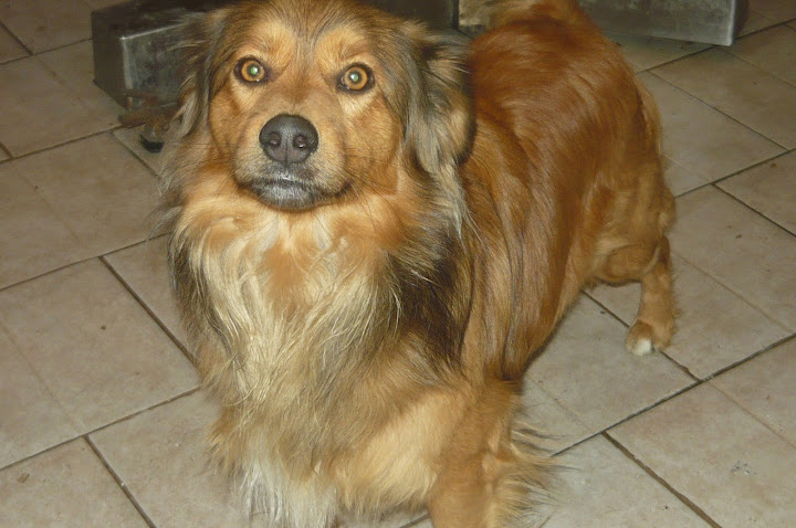 csib%C3%A9sz%20%C3%A9s%20rudolf%20001.JPG