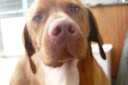 vizsla%20004.JPG