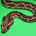 Russell's viper