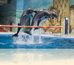 Dolphins in Dubai Dolphinarium