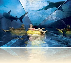 Marine life in Dubai