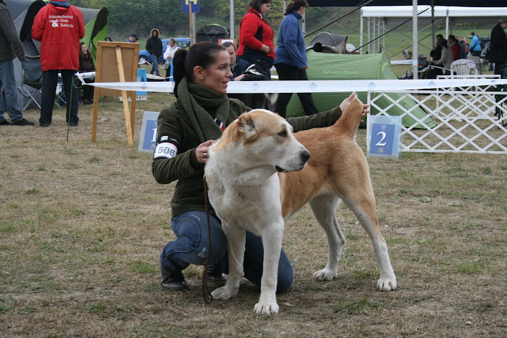 CACIB%20Kom%C3%A1rom%20%2B%20Karak%C3%A1n%20SV%20169.jpg