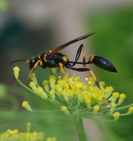 [wasp on fennel[3].jpg]