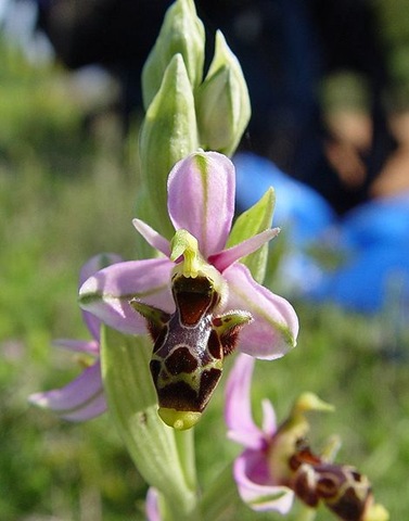 [470px-Ophrys_scolopax_ssp_scolopax_b[2].jpg]