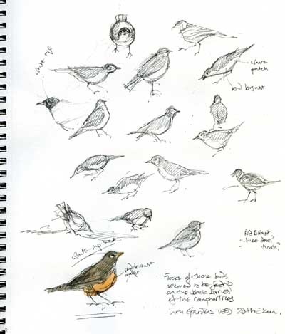 [bird sketchessm jpg[4].jpg]