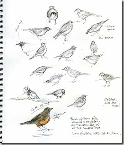 bird sketchessm jpg