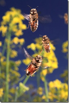 Butineuses en vol d’approche de la ruche sur un champ de colza.
Les muscles de l’abeille lui permettent de battre des ailes 400 à 500 fois par seconde pour atteindre une vitesse de 25 à 30 kilomètres/heure en pleine charge. Les butineuses font 10 à 15 voyages par jour mais celles qui sont spécialisées dans la récolte du nectar peuvent opérer 150 sorties en une journée. La durée de leur vie est directement liée au temps passé en vol pour le butinage. En été, une butineuse s’épuise à la tâche en cinq jours au cours desquels elle parcourt environ 800 kilomètres.
