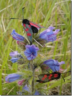 6 spot burnet (c) Andrew Whitehouse