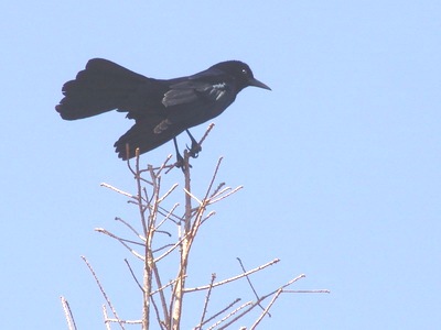 [gracklesm15.jpg]
