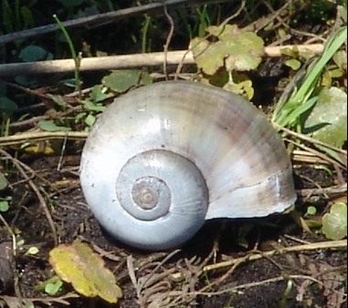 [snail.smjpg5.jpg]