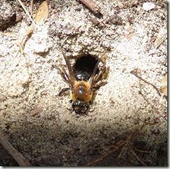 bee at nest