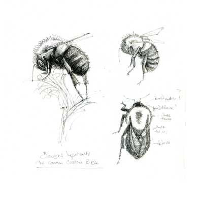 [bombus impatiens sketches[3].jpg]