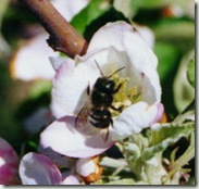 Osmia_Apple9