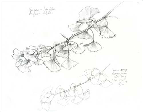 [ginkgo2sm4.jpg]