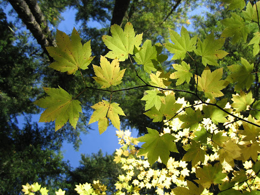 Wide Wallpapers Green