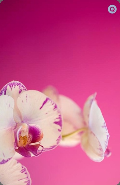 QWeddings_orchids_fuschia_pink-tm Q weddings