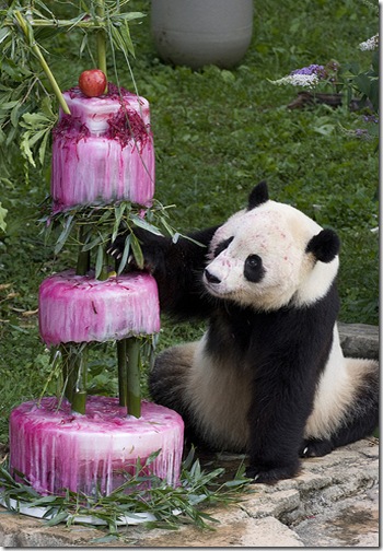 Panda_Birthday2