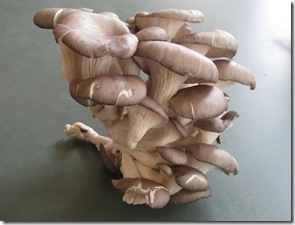mushrooms_0012