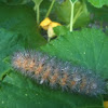 Wet caterpillar