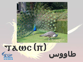 الطيور باللغــــــة القبطيــــ†ــــة بالصور