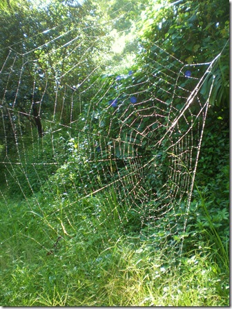 44 spider web