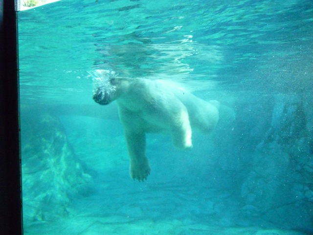 [26 seaworld polar bear[3].jpg]