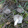 Tricholoma grey-capped mushroom
