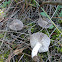 Tricholoma grey-capped mushroom