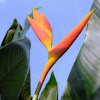 heliconia