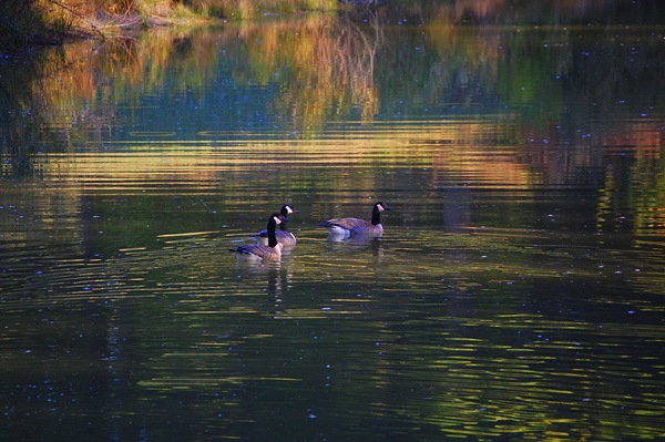 A TRIO OF MORNING GEESE ON GOLDEN POND