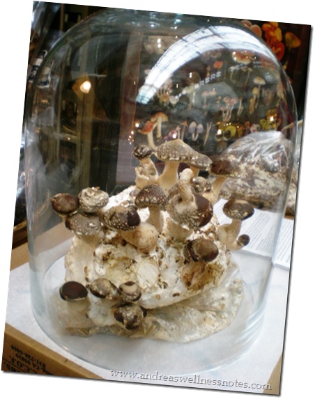 Mushroom Vendor Inside the Ferry Building