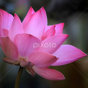 Lotus by Han Duy - Flowers Single Flower