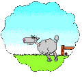 Sheep-01-june