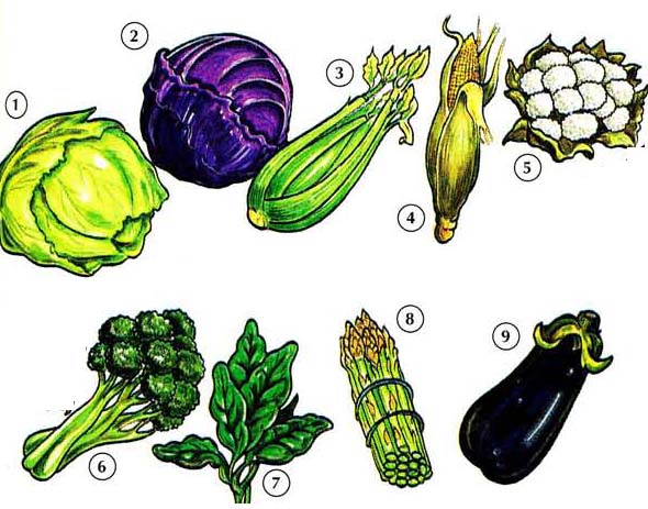 VEGETABLES 1 Vegetables food