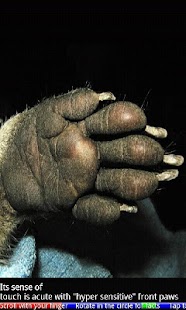 Animal Paws and Claws 2 FREE - náhled