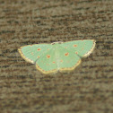 Red-dotted Emerald Moth
