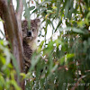 Soggy koala
