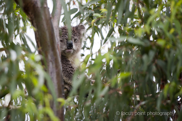 Soggy koala