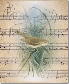bird.musicsheet