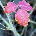 Pacific Poison Oak