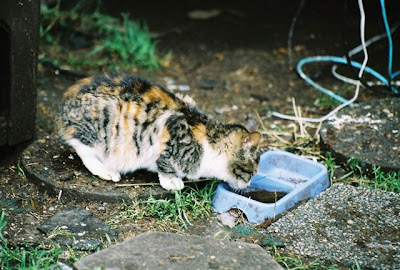 Feral kitten gets a drink of water
