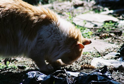 feral cat of the day photo, picture of Son of Sick Boy Tom Cat