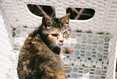 old, old feral cat grandmother