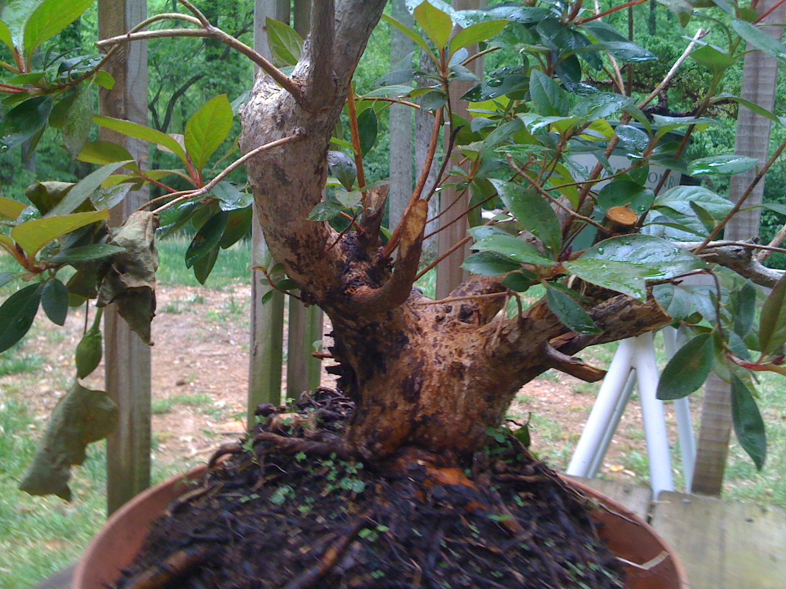 Bodhisattva Bonsai: Beast of an Azalea