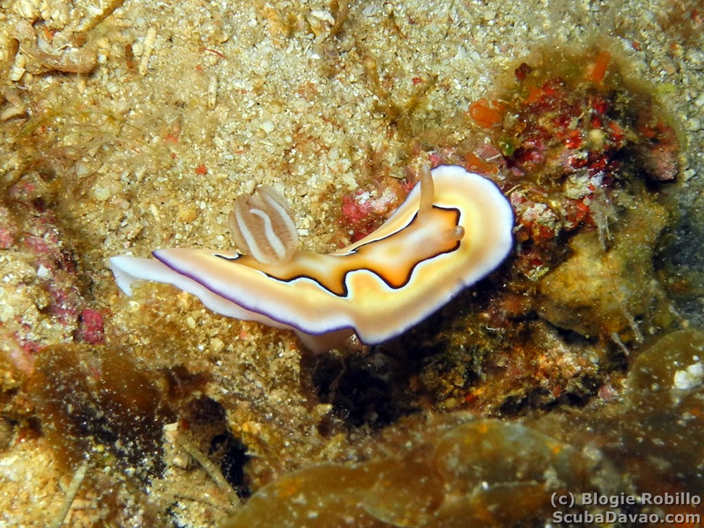 Coi Nudibranch